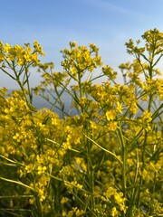 yellow flowers in the field