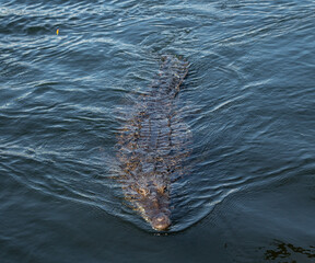 crocodile in the water