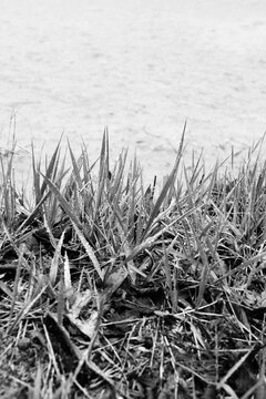 Wild grass growing along the beach in black and white.