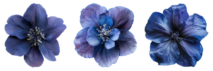 Set of indigo flowers isolated on a transparent background. PNG.