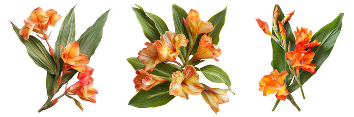 Fototapeta premium Set of canna lily flowers isolated on a transparent background. PNG.