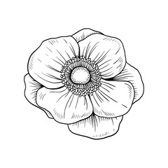 anemone flower hand drawn with shading, black and white on a white background