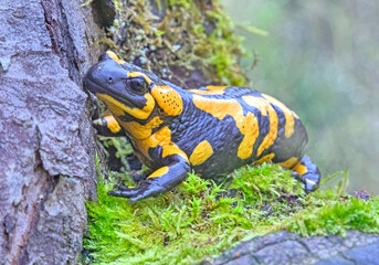 Feuersalamander, Salamandra salamandra im UNESCO Geopark Bergstraße-Odenwald, Überwald, Hessen,...