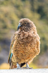 A Kea perched in Arthur's Pass, New Zealand, showcasing its brown and green plumage.