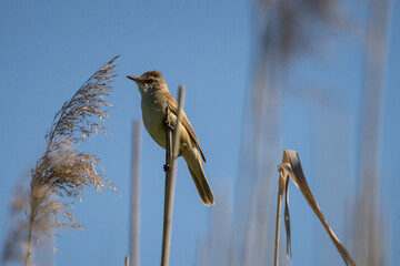 bird © Romek