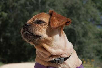 Primer plano de la perrita Nami con el pelo recien cortado