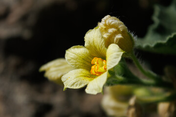Flor de planta pepinillo del diablo (Ecballium elaterium), nativa del mediterraneo, España