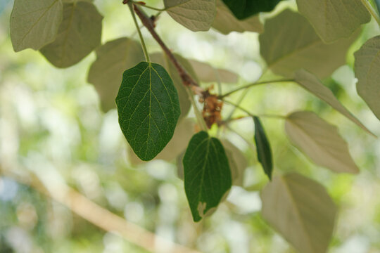 Hojas de chopo o alamo blanco (populus alba) proporcionando sombra durante la primavera y verano, Espa&ntilde;a