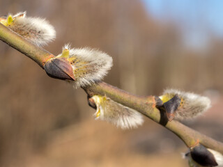 willow branch with buds