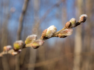 willow branch in spring