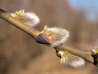 willow branch with buds closeup