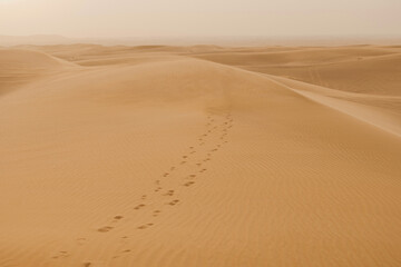The Dubai desert is known for its vast expanse of sand dunes, creating a stunning landscape