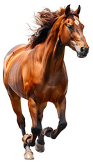 Majestic Mustang Gallops Across Rugged Western Landscape