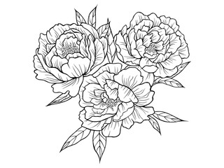 Bouquet of peonies. Peonies drawn using sketch technique. Three peonies hand drawn outline isolated on transparent background