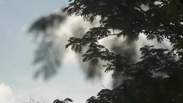 Tamarindus indica.tamarind. Silhouette of tamarind leaves against a blue sky, gently swaying as they are blown by the wind. This serene scene captures the tranquil movement of nature. 4k video footage