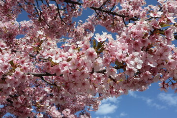 Kawazu Sakura cherry trees in full bloom