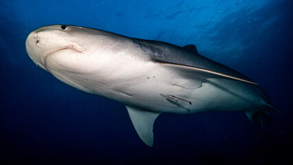 Fototapeta premium The huge belly of the tiger shark at night