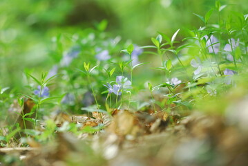spring in the forest