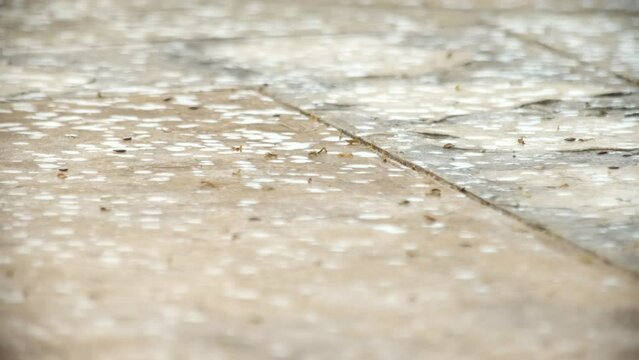 Raindrops gently fall onto the road, slowly soaking the surface and forming tiny puddles. The scene captures the steady and rhythmic pattern of rain, as each drop splashes onto the pavement. 4K video.