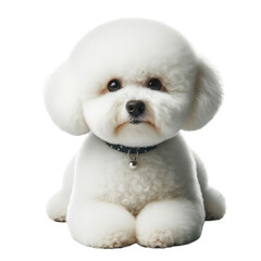 Obraz premium Isolated Cute Funny Animal on a Clear PNG Canvas, Generative AI