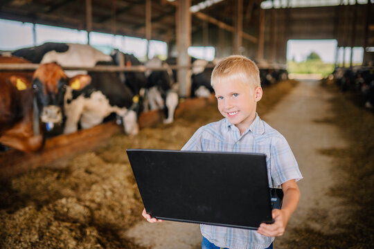 Valmiera, Latvia - August 17, 2024 - A young boy stands in a barn, holding and looking at a laptop with cows in the background...