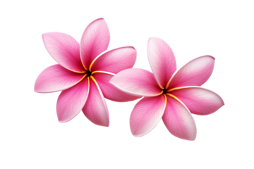 champa or champi flower(Michelia champaca) Isolated on a transparent background. in tropical spa.