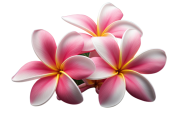 champa or champi flower(Michelia champaca) Isolated on a transparent background. in tropical spa.