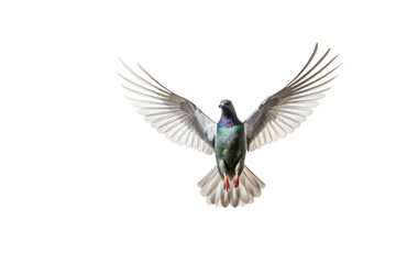 Naklejka premium Hummingbird Flying to suck nectar from purple frangipani flowers on a branch, Isolated on transparent background.