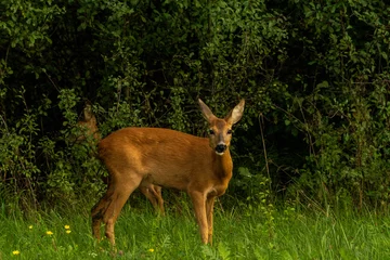 Gardinen roe deer © Romek