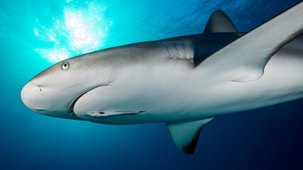 The Caribbean shark backlit