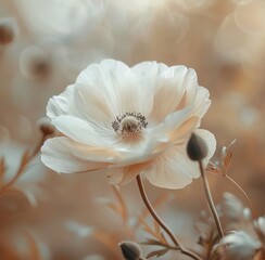 Close Up of White Flower With Blurry Background