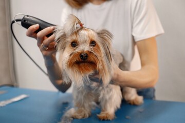 Yorkshire terrier getting procedure by the female groomer