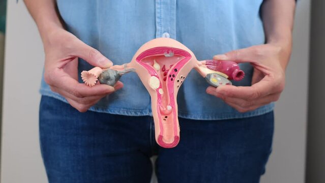Woman with model of ovaries, uterus and cervix representing gynecology reproduction of woman uterus menstruation and assisted reproduction
