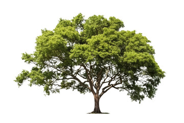 Tree view from the side. Trunk visible. Isolated on white background.