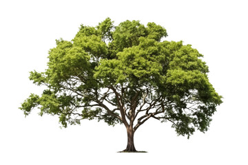 Obraz premium Tree view from the side. Trunk visible. Isolated on white background.