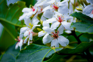 close-up of tung flower