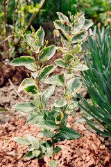 Ligustrum sinense Variegatum plant growing in garden. Wax Leaf Privet Variegatum - 784494127