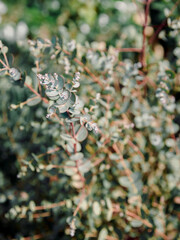 Eucalyptus gunnii azura, hardness plant - 784494160
