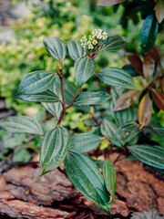 Viburnum davidii growing in japanese garden - 784494371