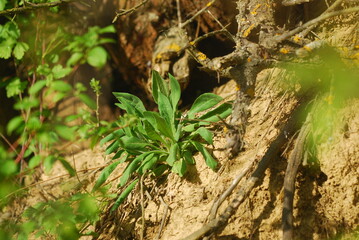 plants in nature