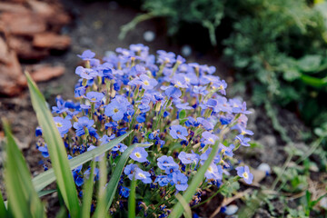 Blooming blue flowers in summer garden - 784494573