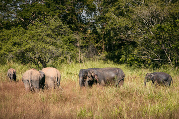 Herd of elephants in wild nature against green landscape. Wildlife animals in Sri Lanka.