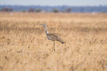 Kori bustard at Nxai Pan, Botswana