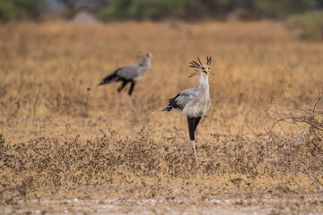 Obraz na płótnie Canvas Secretary bird at Nxai Pan, Botswana