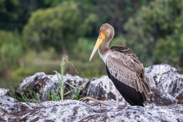 Yellow-billed stork at the Chobe Riverfront, Botswana