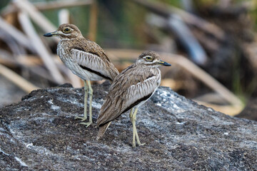 Water thick-knee at the Chobe Riverfront, Botswana