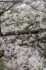 Beautiful Pink Flowers of Sakura Tree