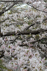 Beautiful Pink Flowers of Sakura Tree
