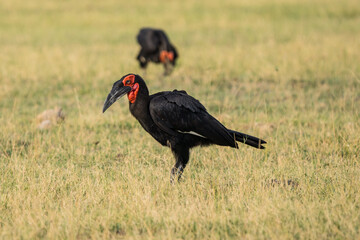 Southern ground hornbills near Khwai, Moremi, Botswana © Nadine Wagner