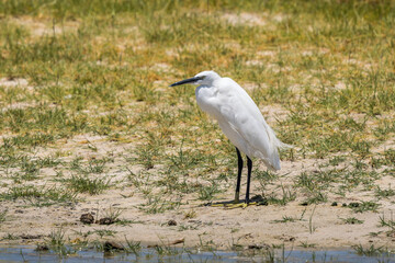 Little Egret near Xakanaxa, Moremi, Botswana